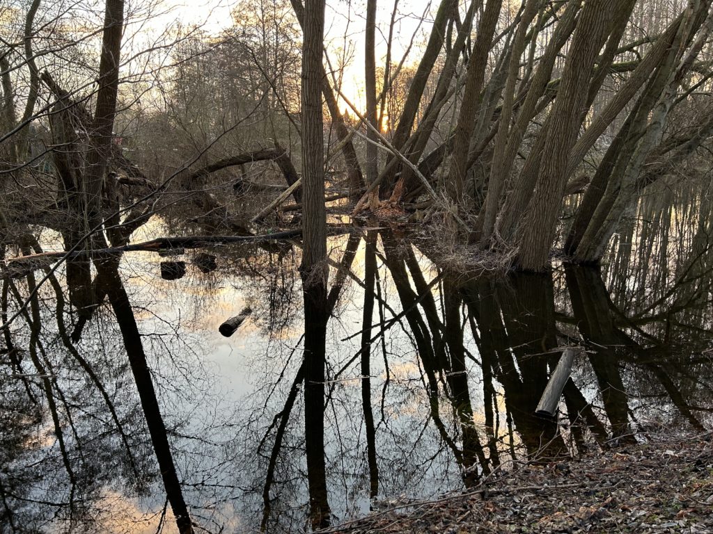 Sonnenaufgang am Fluß mit überschwemmter Wiese und Wolken, die sich im Wasser spiegeln.